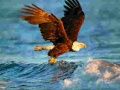 ਜਾਨਵਰ Jigsaw Puzzle Eagle 