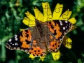 Jigsaw Puzzle: ਬਸੰਤ Jigsaw Puzzle: ਬਸੰਤ