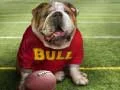 Funny Doggy Funny Doggy