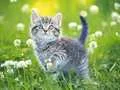 Kittens Jigsaw 