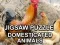 Jigsaw Puzzle ਘਰੇਲੂ ਜਾਨਵਰ 