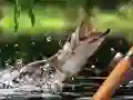 ਸਵੇਰ ਦਾ ਕੈਚ 