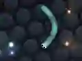 slither. io 