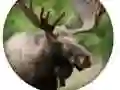 ਜਾਨਵਰ ਕੁਇਜ਼ ਜਾਨਵਰ ਕੁਇਜ਼