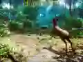 ਹੰਟਰ 3D 