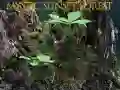 ਰਹੱਸਮਈ ਸੂਰਜ ਡੁੱਬਣ ਵਾਲਾ ਜੰਗਲ 