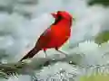 ਪੰਛੀ ਬੁਝਾਰਤ ਪੰਛੀ ਬੁਝਾਰਤ