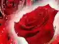 ਲਾਲ ਗੁਲਾਬ ਲਾਲ ਗੁਲਾਬ