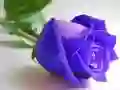 ਨੀਲੇ ਗੁਲਾਬ ਨੀਲੇ ਗੁਲਾਬ