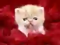 ਮਜ਼ਾਕੀਆ ਕਿਟੀ ਮਜ਼ਾਕੀਆ ਕਿਟੀ