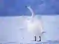 ਕਿਰਪਾਲੂ ਹੰਸ ਕਿਰਪਾਲੂ ਹੰਸ