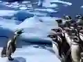 ਪੈਂਗੁਇਨ ਸਲਾਈਡ 
