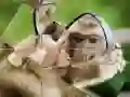 ਚਿੰਪੈਂਜ਼ੀ ਜਿਗਸਾ ਚਿੰਪੈਂਜ਼ੀ ਜਿਗਸਾ