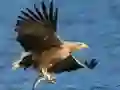 ਫਲਾਇੰਗ ਬਰਡਜ਼ ਸਲਾਈਡ ਫਲਾਇੰਗ ਬਰਡਜ਼ ਸਲਾਈਡ