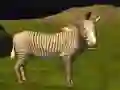ਅਸਲ ਜੰਗਲ ਜਾਨਵਰ ਸ਼ਿਕਾਰ 