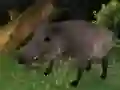 ਜੰਗਲੀ ਸੂਰ ਸ਼ਿਕਾਰ 