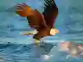 ਜਾਨਵਰ Jigsaw Puzzle Eagle ਜਾਨਵਰ Jigsaw Puzzle Eagle