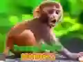 ਮਜ਼ਾਕੀਆ ਬੇਬੀ ਬਾਂਦਰ ਮਜ਼ਾਕੀਆ ਬੇਬੀ ਬਾਂਦਰ