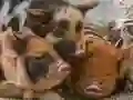 ਪਿਗਲੇਟ ਪਿਗੀ ਜਿਗਸਾ 