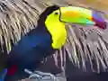ਟੂਕਨ ਬਰਡ ਜਿਗਸਾ 