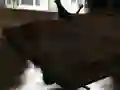 ਡਰਾਫਟ Z ਡਰਾਫਟ Z