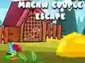 Macaw ਜੋੜਾ ਬਚ Macaw ਜੋੜਾ ਬਚ