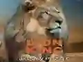 ਸ਼ੇਰ ਰਾਜਾ ਜਿਗਸਾ ਪਹੇਲੀ ਸ਼ੇਰ ਰਾਜਾ ਜਿਗਸਾ ਪਹੇਲੀ
