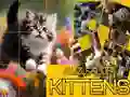 ਬੁਝਾਰਤ ਸਲਾਈਡਿੰਗ ਬਿੱਲੀ ਦੇ ਬੱਚੇ 