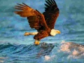 ਜਾਨਵਰ Jigsaw Puzzle Eagle 