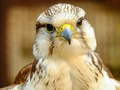 Gyrfalcon Jigsaw 